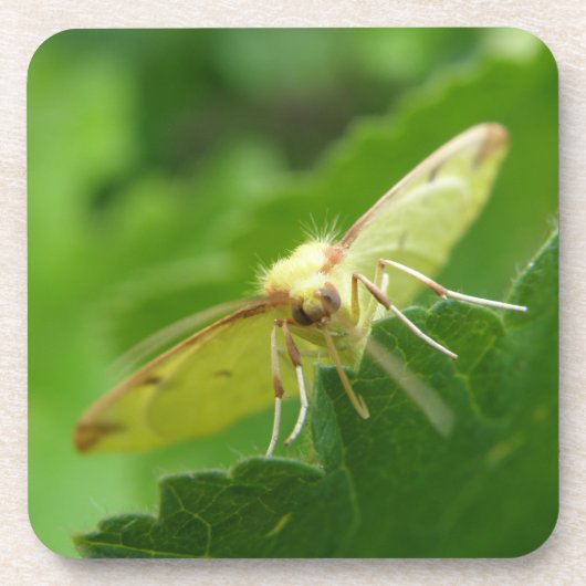 Brimstone Moth Cork Untersetzer (Vorderseite)
