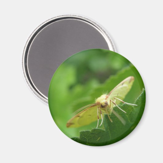 Brimstone Moth Magnet (Vorderseite/Rückseite)
