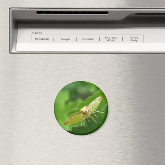 Brimstone Moth Magnet (In Situ (Geschirrspüler))