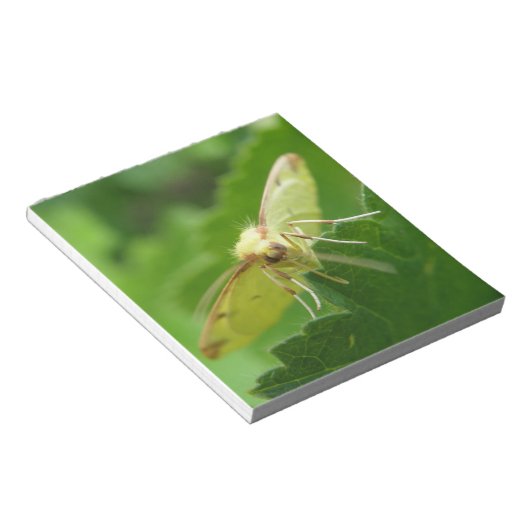 Brimstone Moth Notepad Notizblock (angewinkelt)