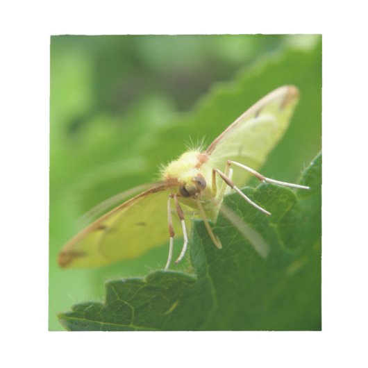 Brimstone Moth Notepad Notizblock (Vorderseite)
