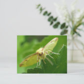 Brimstone Moth Postcard Postkarte (Stehend Vorderseite)