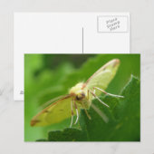 Brimstone Moth Postcard Postkarte (Vorne/Hinten)