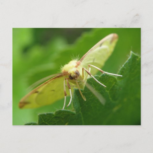 Brimstone Moth Postcard Postkarte (Vorderseite)