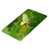 Brimstone Moth Premium Magnet (Linke Seite)