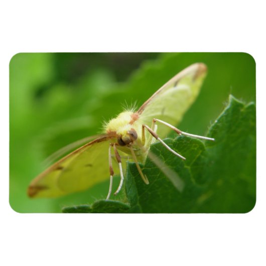 Brimstone Moth Premium Magnet (Horizontal)