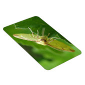 Brimstone Moth Premium Magnet (Rechte Seite)