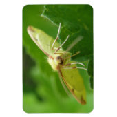 Brimstone Moth Premium Magnet (Vertikal)