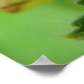 Brimstone Moth Print Poster (Ecke)