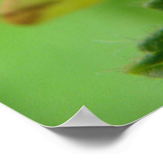 Brimstone Moth Print Poster (Ecke)