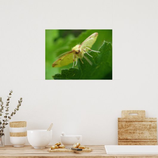 Brimstone Moth Print Poster (Küche)