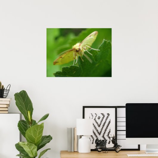 Brimstone Moth Print Poster (Heimbüro)