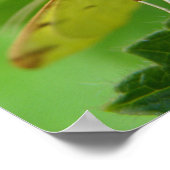 Brimstone Moth Print Poster (Ecke)