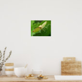 Brimstone Moth Print Poster (Küche)