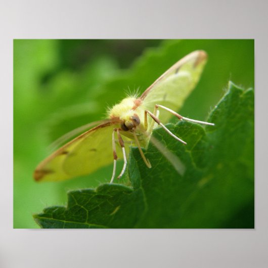 Brimstone Moth Print Poster (Vorne)