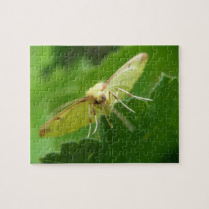 Brimstone Moth Puzzle