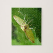 Brimstone Moth Puzzle (Vertikal)