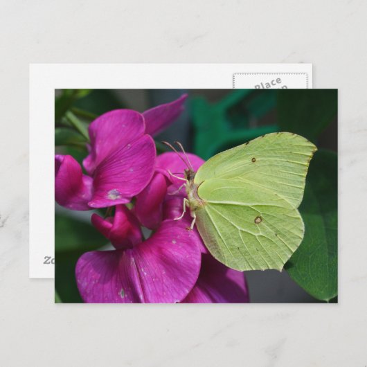 Brimstone Postkarte (Vorne/Hinten)