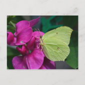 Brimstone Postkarte (Vorderseite)