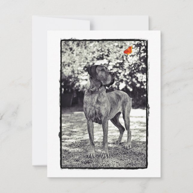 Brindel Dane Helia (Vorderseite)