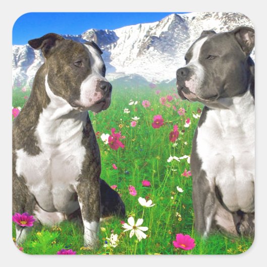 Brindle & Blue Staffordshire & Pit Bull Hunde Quadratischer Aufkleber (Vorderseite)