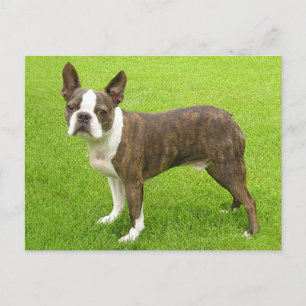 Brindle Boston Terrier Puppy Dog Denken Sie an Sie Postkarte