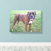 Brindle Boxer Dog Foto Wall Leinwand (Insitu (Holzboden))