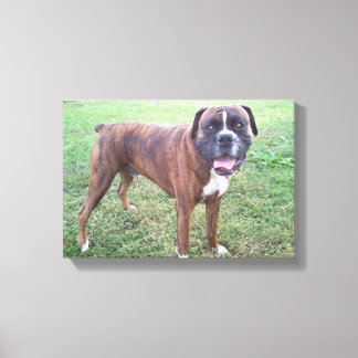 Brindle Boxer Dog Foto Wall Leinwand
