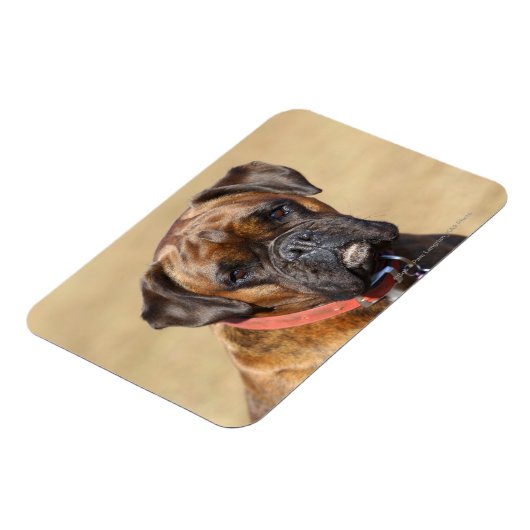 Brindle Boxer Dog Magnet (Linke Seite)