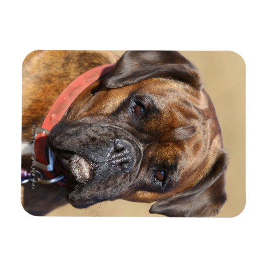 Brindle Boxer Dog Magnet (Horizontal)