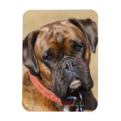 Brindle Boxer Dog Magnet (Vertikal)