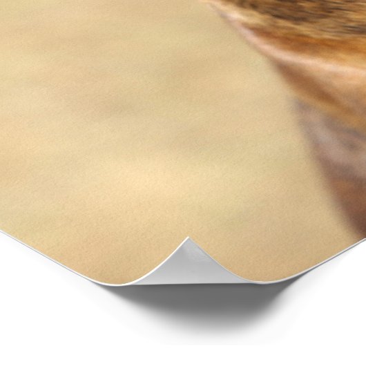 Brindle Boxer Dog Poster (Ecke)