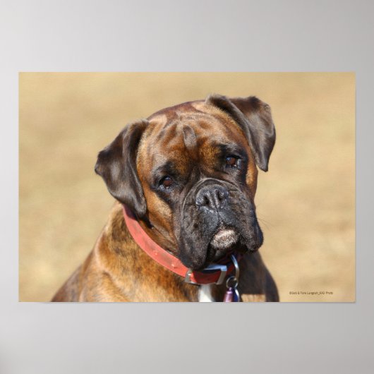 Brindle Boxer Dog Poster (Vorne)