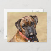 Brindle Boxer Dog Postkarte (Vorne/Hinten)