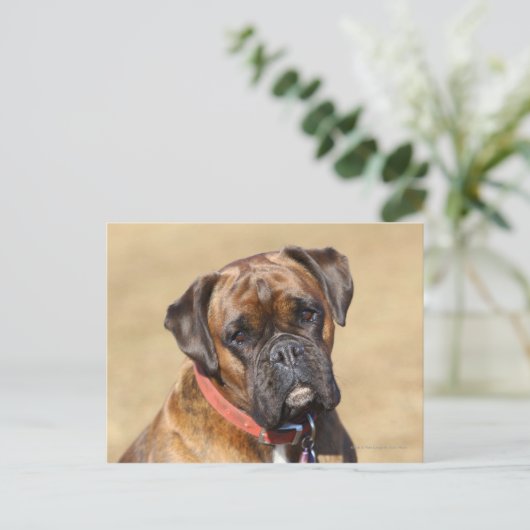 Brindle Boxer Dog Postkarte (Stehend Vorderseite)