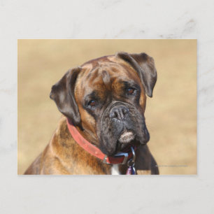 Brindle Boxer Dog Postkarte