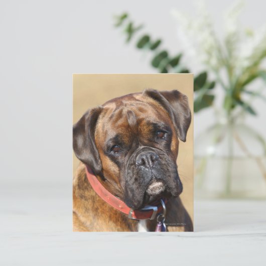 Brindle Boxer Dog Postkarte (Stehend Vorderseite)