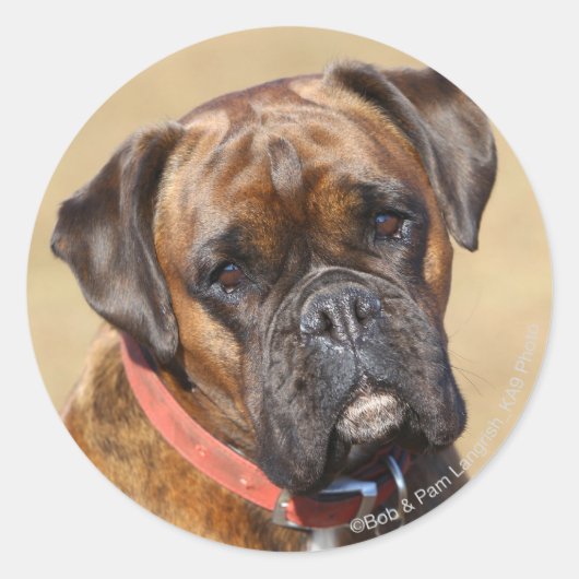 Brindle Boxer Dog Runder Aufkleber (Vorderseite)