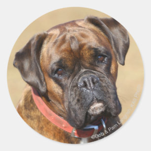 Brindle Boxer Dog Runder Aufkleber