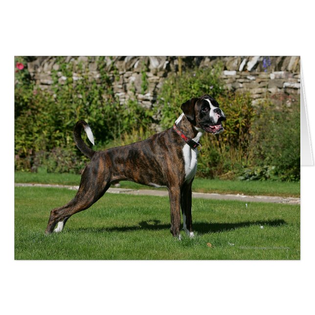 Brindle Boxer Dog Show Stance (Vorderseite (Horizontal))