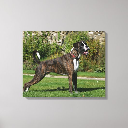 Brindle Boxer Dog Show Stance Leinwanddruck (Vorderseite)