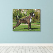 Brindle Boxer Dog Show Stance Leinwanddruck (Insitu (Holzboden))