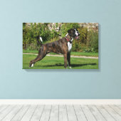 Brindle Boxer Dog Show Stance Leinwanddruck (Insitu (Holzboden))