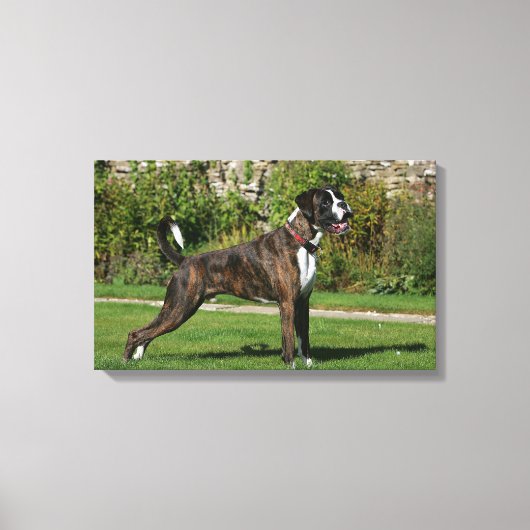 Brindle Boxer Dog Show Stance Leinwanddruck (Vorderseite)
