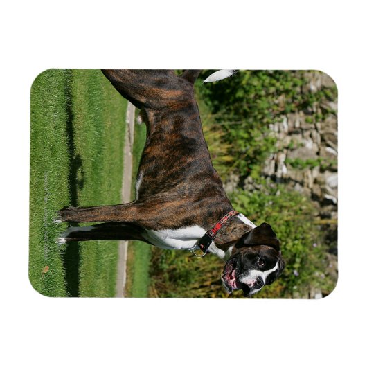 Brindle Boxer Dog Show Stance Magnet (Horizontal)
