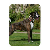 Brindle Boxer Dog Show Stance Magnet (Vertikal)