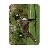 Brindle Boxer Dog Show Stance Magnet (Vertikal)