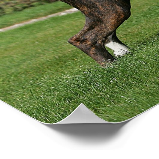 Brindle Boxer Dog Show Stance Poster (Ecke)