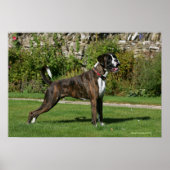Brindle Boxer Dog Show Stance Poster (Vorne)