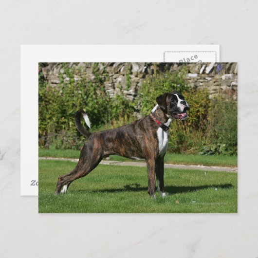 Brindle Boxer Dog Show Stance Postkarte (Vorne/Hinten)